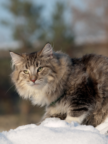 動物,犬,猫,しつけ,飼い方,育て方,病気,健康