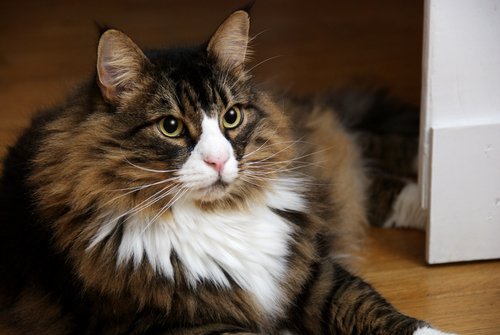 動物,犬,猫,しつけ,飼い方,育て方,病気,健康