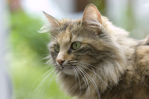 動物,犬,猫,しつけ,飼い方,育て方,病気,健康