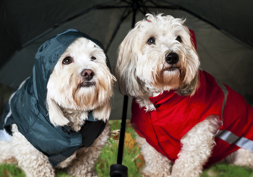【雨の日もへっちゃら】犬のレインコート、その作り方の紹介!