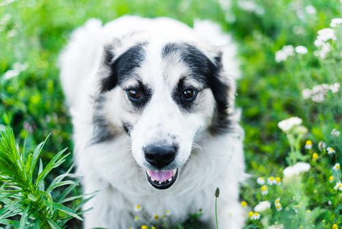 動物,犬,猫,しつけ,飼い方,育て方,病気,健康