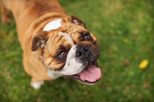 動物,犬,猫,しつけ,飼い方,育て方,病気,健康