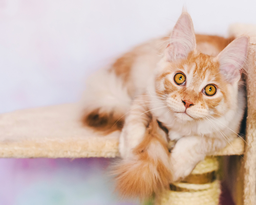 動物,犬,猫,しつけ,飼い方,育て方,病気,健康