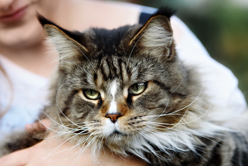 動物,犬,猫,しつけ,飼い方,育て方,病気,健康