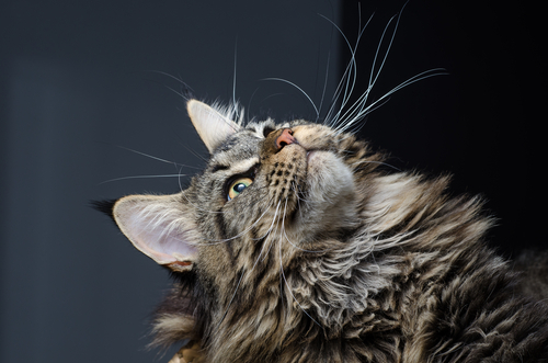 動物,犬,猫,しつけ,飼い方,育て方,病気,健康