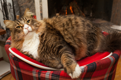 動物,犬,猫,しつけ,飼い方,育て方,病気,健康