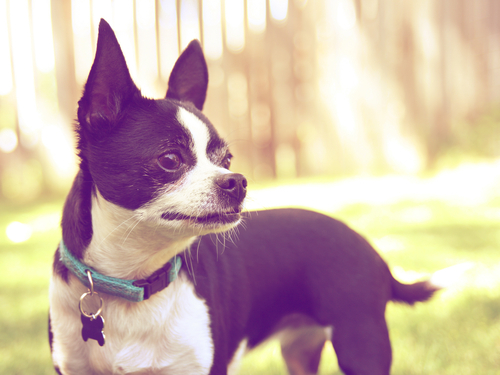 迷子札ってどんなもの? 愛犬の迷子札を選ぼう♪ オススメ紹介!