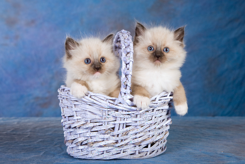 動物,犬,猫,しつけ,飼い方,育て方,病気,健康