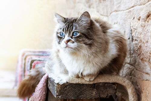 動物,犬,猫,しつけ,飼い方,育て方,病気,健康