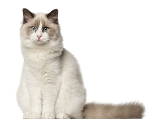 動物,犬,猫,しつけ,飼い方,育て方,病気,健康