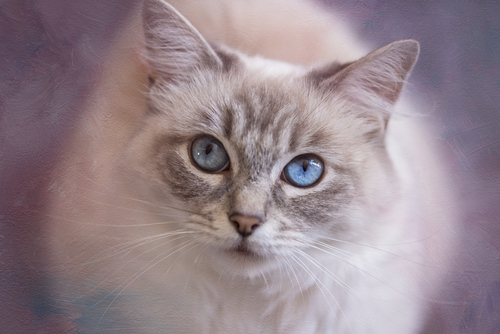 動物,犬,猫,しつけ,飼い方,育て方,病気,健康