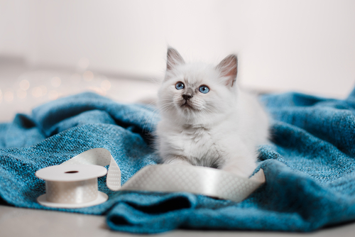 動物,犬,猫,しつけ,飼い方,育て方,病気,健康