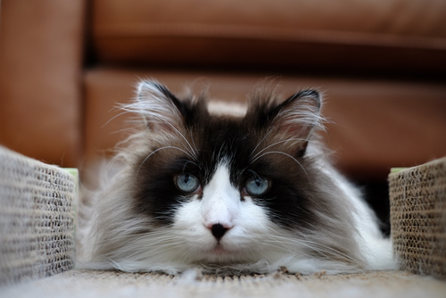 動物,犬,猫,しつけ,飼い方,育て方,病気,健康
