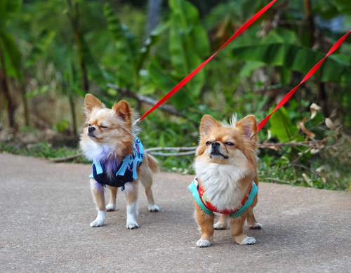 動物,犬,猫,しつけ,飼い方,育て方,病気,健康