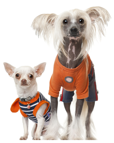動物,犬,猫,しつけ,飼い方,育て方,病気,健康