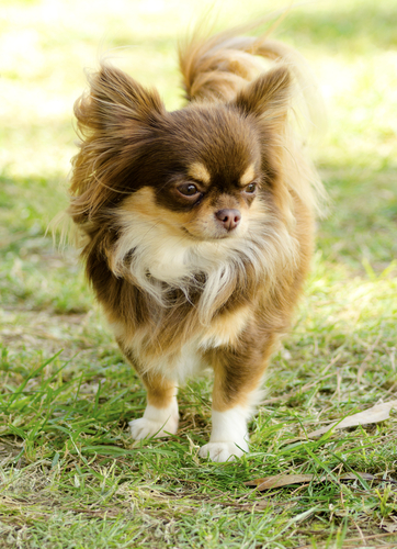 動物,犬,猫,しつけ,飼い方,育て方,病気,健康