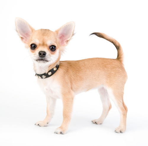 動物,犬,猫,しつけ,飼い方,育て方,病気,健康
