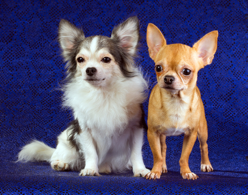 動物,犬,猫,しつけ,飼い方,育て方,病気,健康