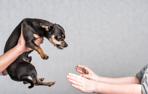 動物,犬,猫,しつけ,飼い方,育て方,病気,健康