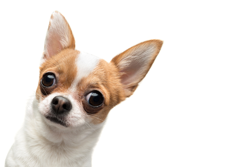 動物,犬,猫,しつけ,飼い方,育て方,病気,健康