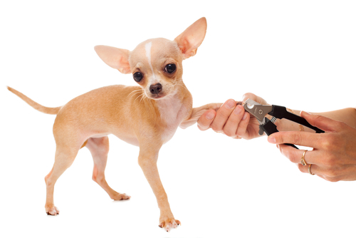 動物,犬,猫,しつけ,飼い方,育て方,病気,健康