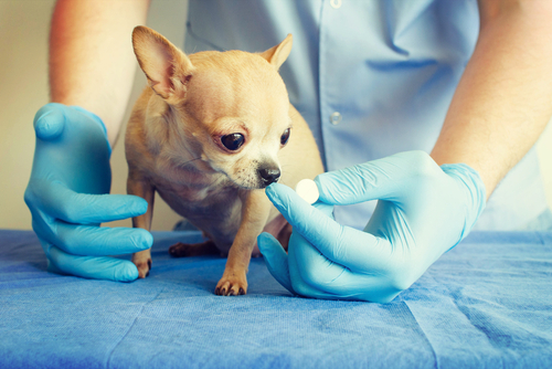動物,犬,猫,しつけ,飼い方,育て方,病気,健康