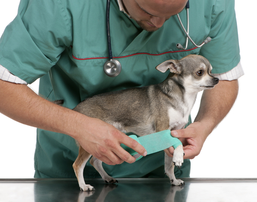 動物,犬,猫,しつけ,飼い方,育て方,病気,健康
