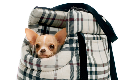 動物,犬,猫,しつけ,飼い方,育て方,病気,健康