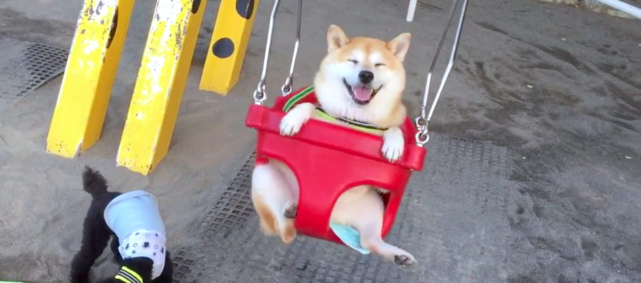ブランコに乗ると 最高の笑顔を見せてくれる柴犬さん その表情がこちらです W Webコンサルティング