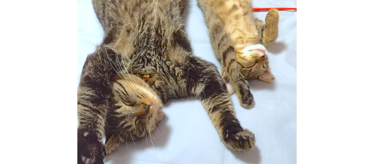 新入り子猫と、先住猫を対面させたら… かわいすぎる “シンクロお昼寝” を見せてくれた♡(7枚)