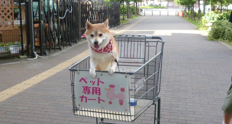 ご主人とのお買い物が、大好きな柴犬♪ 超ウキウキでカートに乗り込む姿が、ヤンチャすぎる!(3枚)