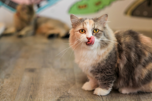 動物,犬,猫,しつけ,飼い方,育て方,病気,健康
