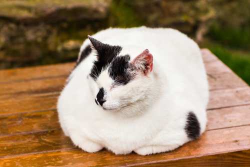 動物,犬,猫,しつけ,飼い方,育て方,病気,健康