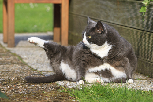 動物,犬,猫,しつけ,飼い方,育て方,病気,健康