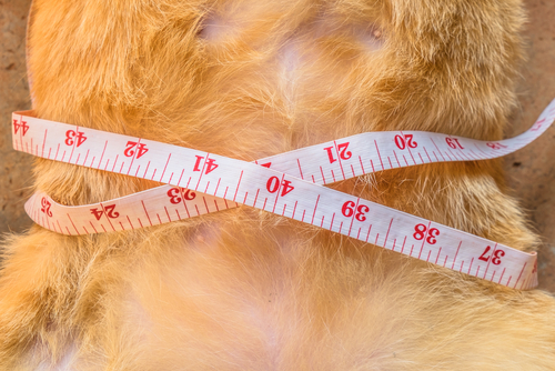 動物,犬,猫,しつけ,飼い方,育て方,病気,健康