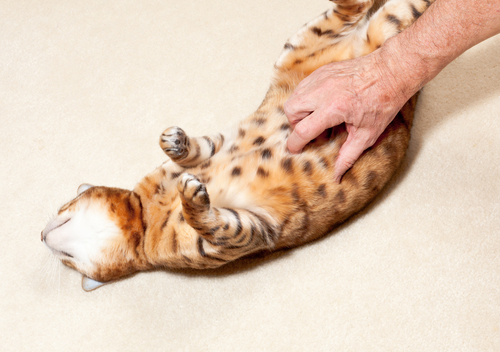 動物,犬,猫,しつけ,飼い方,育て方,病気,健康