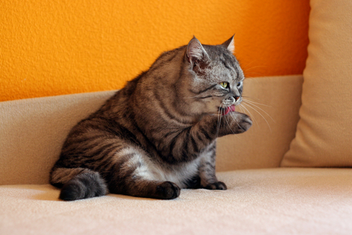 動物,犬,猫,しつけ,飼い方,育て方,病気,健康