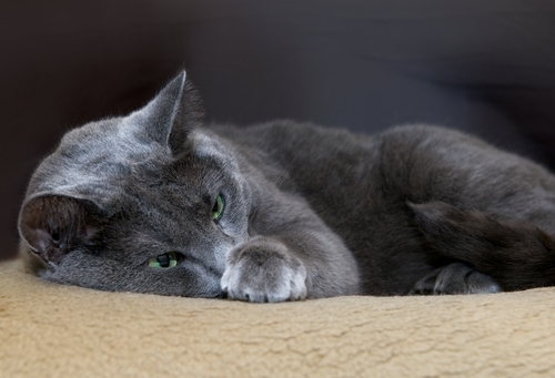 動物,犬,猫,しつけ,飼い方,育て方,病気,健康