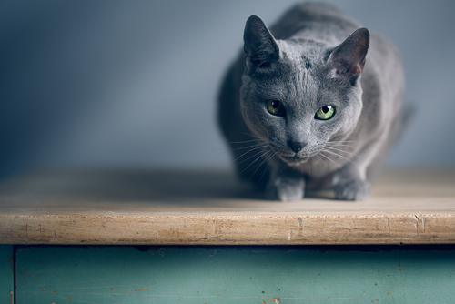 動物,犬,猫,しつけ,飼い方,育て方,病気,健康