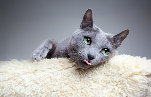 動物,犬,猫,しつけ,飼い方,育て方,病気,健康