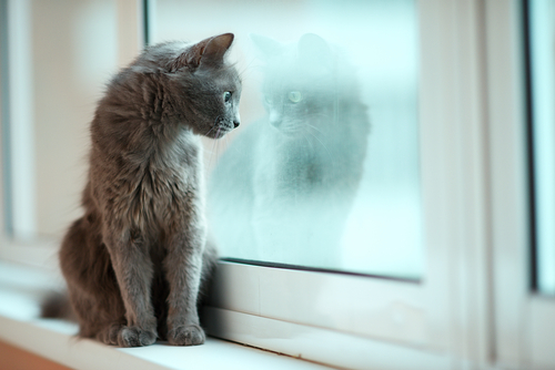 動物,犬,猫,しつけ,飼い方,育て方,病気,健康
