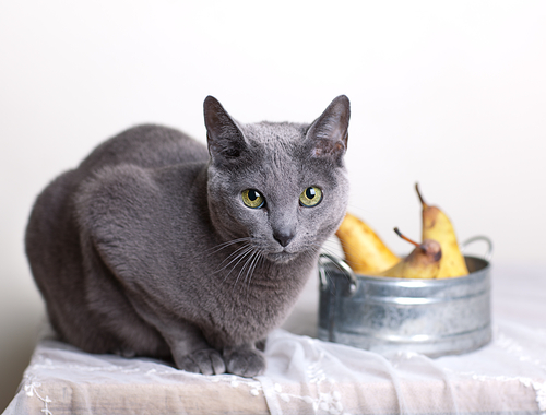 動物,犬,猫,しつけ,飼い方,育て方,病気,健康