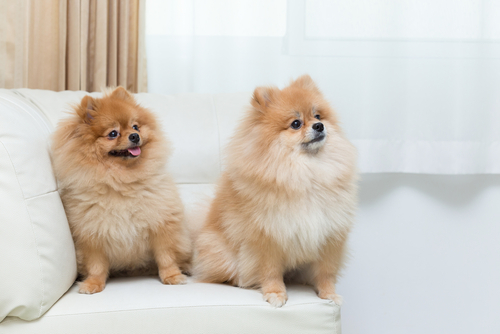 動物,犬,猫,しつけ,飼い方,育て方,病気,健康