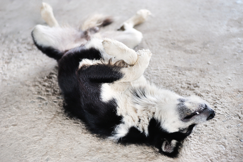 動物,犬,猫,しつけ,飼い方,育て方,病気,健康
