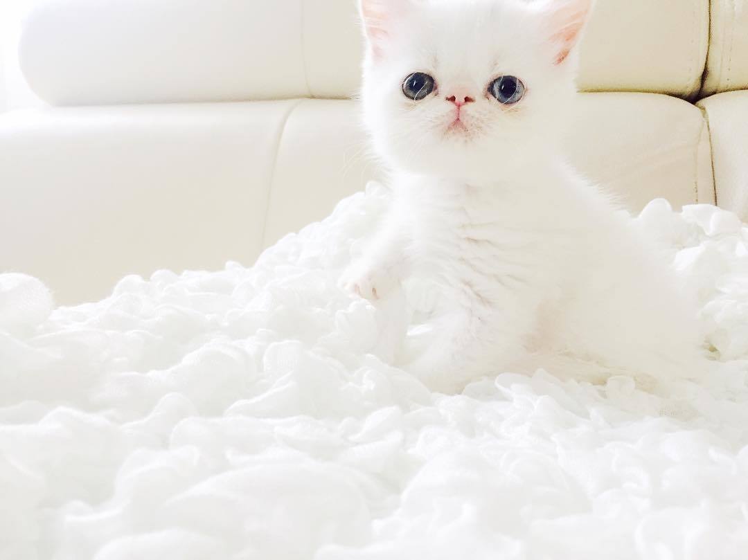 惑星のような瞳 キラキラ輝くおめめをした 鼻ぺちゃ白猫 が美しすぎると話題に 17枚 Peco ずんぐりむっくりした体型に 温和で情の深 ｄメニューニュース Nttドコモ