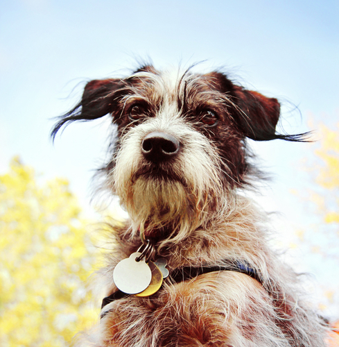 動物,犬,猫,しつけ,飼い方,育て方,病気,健康