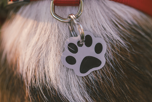動物,犬,猫,しつけ,飼い方,育て方,病気,健康