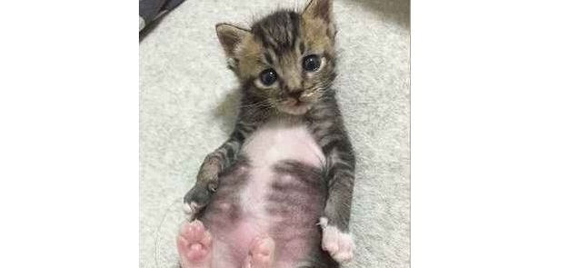 【子ネコの成長は早い!】つぶらな瞳の、純粋無垢な子ネコ。それから5か月たった姿が…( ゚д゚) 3枚