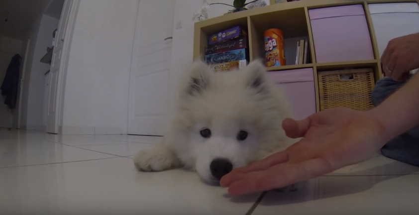 微笑ましい サモエドの子犬に お手 をお願いしたら え それはちょっと違うけど 可愛いから許す ｪ 何でもにゅーす速 報