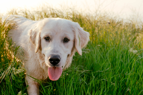 動物,犬,猫,しつけ,飼い方,育て方,病気,健康